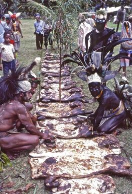 Roasted pigs laid out in a line for a feast in a village, Papua New Guinea, approximately 1968 / Robin Smith