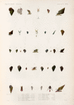 Mollusques: 1.- 3. Littorine anfulifére. (Tonga-Tabou.); 1.- 7. Littorine de Sydney; 8.- 11. Littorine de Diémen (De van-diemen.); 12.- 15. Littorine pyramidale. (Nouv-Hollande.); 16.- 19. Littorine miliaire. (Ascension.); 20. 21. Littorine ceinte grossie. (Nouv-Zélande.); 22. 24. Planaxe noire grossie. (Nouv-Irlande.); 25.- 29. Planaxe sillonnée. (Vanikoro.); 30.- 32. Planaxe courte. (Guam.); 33. 34. Planaxe décollée. (Nouv-Guinée.); 35.- 37. Variétéde l'animal. (Nouv-Irlande.); 38. 39. Rissoaire striée. (Vanikoro.)