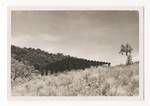 Post-war construction of housing, Lawes Road, Port Moresby, c1947