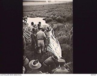 NEW GUINEA. 1943-07-24. AUSTRALIAN AND UNITED STATES ARMY OFFICERS INSPECTING AN AMERICAN MOUNTAIN GUN WHICH HAS BEEN DROPPED FROM AN AIRCRAFT BY PARACHUTE AT JACKSON'S AIRFIELD