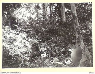 LAE, NEW GUINEA. 1945-03-11. A SIGNALLER OF THE NEW GUINEA SCHOOL OF SIGNALS USING A WS208 MARK II SET WHILE WALKING UP A STEEP SLOPE