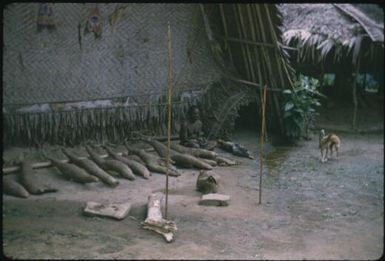 Measuring yams (1) : Maprik, Papua New Guinea,1959 / Terence and Margaret Spencer