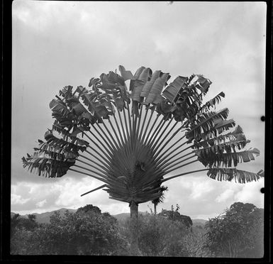 Banana Palm, Fiji Gardens