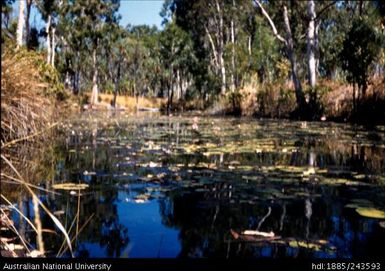 Beswick Creek