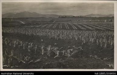 Contour planting, pineapples