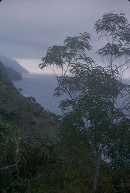 [Tree on coastline on Kauai Island, United States]