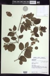 Stigmaphyllon taomense
