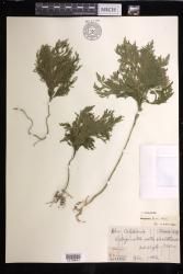 Selaginella firmuloides