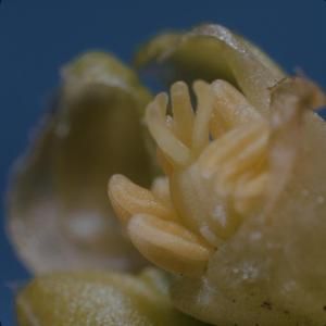 [Schiedea globosa close-up from Makapu'u, United States] BRIT-A-AR003-012-02-124