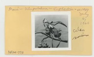 [Euphorbia celastroides in Hawaii, envelope IE24-273]