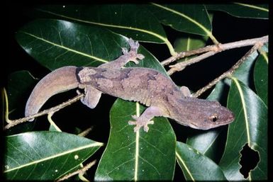 Gecko sp.