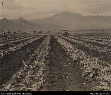 Triple row planting of crowns at Legalega