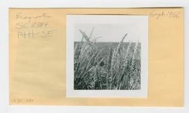 [Eragrostis in Hawaii, envelope IE31-021]