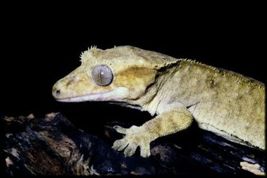 Rhacodactylus ciliatus