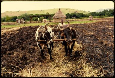 Ploughing in Fiji, 1971