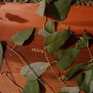 [Cocculus ferrandianus close-up in Kohala, United States]