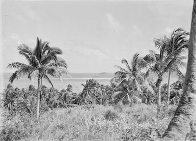 [Pacific Island landscape]