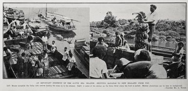 An important industry of the south sea islands: shipping bananas to New Zealand from Fiji