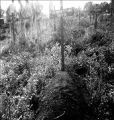 Grave of Winfred Fischer, Guadalcanal, 1940s