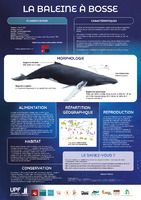 La baleine à bosse ( poster)