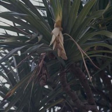 [Pandanus odoratissimus close-up from Hilo, United States]