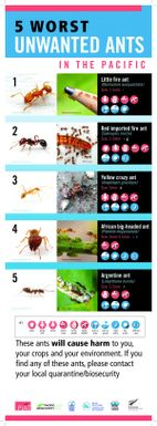 5 worst unwanted ants in the Pacific