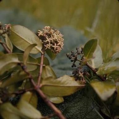 [Hedyotis terminalis close-up in Kohala, United States]