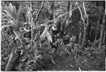 Pig festival, pig sacrifice, Tsembaga: men carry eel traps into ancestral shrine, entrance marked with leaves and cordyline