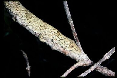 Gecko sp.