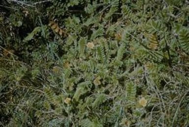 [Potentilla at Salawaket Range, Papua New Guinea]