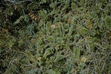 [Potentilla at Salawaket Range, Papua New Guinea]