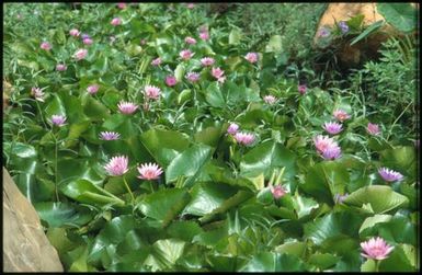 Purple water lillies and green foliage.