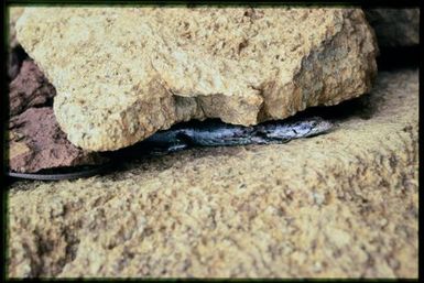 Skink in rock crevice