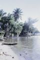 French Polynesia, fishing nets hanging from trees along shoreline of Tahiti Island