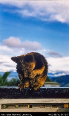 Okapa - Okapa Post - tree kangaroo (kapul)