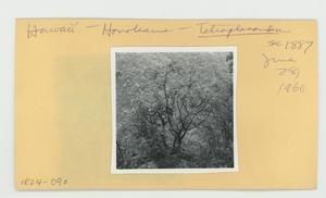 [Tetraplasandra hawaiensis in Hawaii, envelope IE24-090]