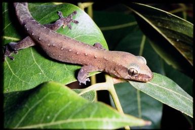 Gecko sp.