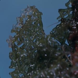 [Unidentified algae close-up from Hanauma Bay, United States] BRIT-A-AR003-012-02-131