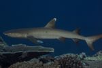 Triaenodon obesus (Whitetip Reef Shark). 2017 South West Pacific Expedition.