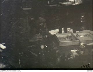 MADANG, NEW GUINEA. C. 1945-01. 36527 FLIGHT LIEUTENANT G. F. GEE, FORMERLY OF RABAUL, EXAMINING MOSQUITO PUPAE UNDER A MICROSCOPE TO DETERMINE THE SPECIES. A GREAT DEAL OF RESEARCH WORK IS DONE IN ..