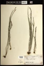 Haplopteris ensiformis