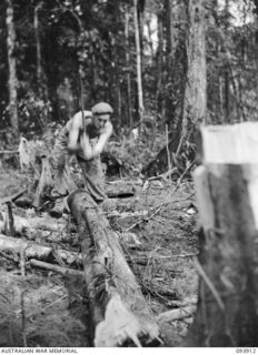 BOUGAINVILLE, 1945-07-14. PRIVATE R.H. HODBY, D COMPANY, 15 INFANTRY BATTALION, SPLITTING A LOG TO RE-INFORCE A WEAPON PIT AGAINST JAPANESE SHELLING IN THE COMPANY POSITIONS, WEST OF THE MIVO RIVER