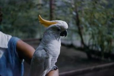 [Sulfur-crested cockatoo from Lae Botanic Garden, Papua New Guinea]