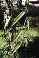 French Polynesia, close-up of vanilla bean vine growing on Moorea Island