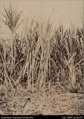 Cane growth, Labasa