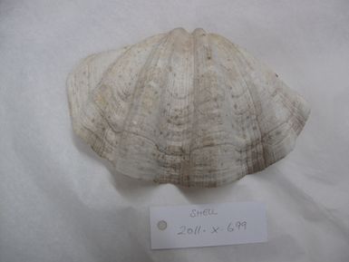 shell