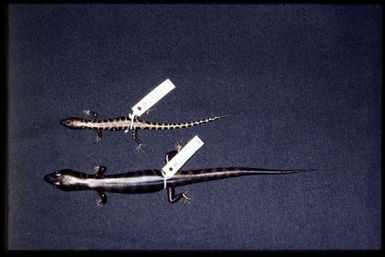2 specimens (dorsal)