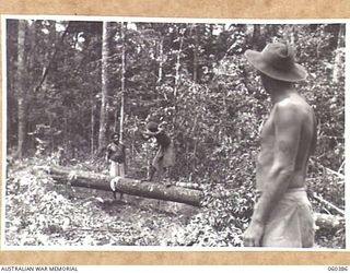 SOGERI, NEW GUINEA. 1943-11-20. NATIVES EMPLOYED BY THE SCHOOL OF SIGNALS, NEW GUINEA FORCE CUTTING A FALLEN TREE INTO LOGS SO THAT THE TIMBER CAN BE TRANSPORTED BACK TO THE SAWMILL