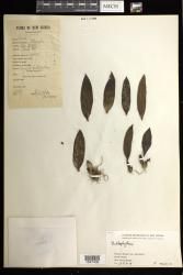 Bulbophyllum indet