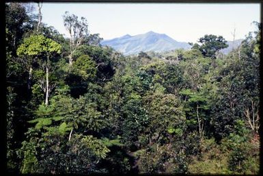 Rainforest, 700 m